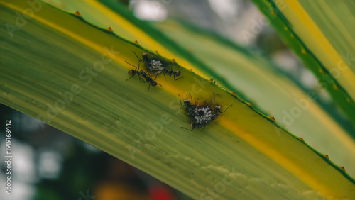 Wallpaper Mural A close-up macro shot of a group of ants meticulously carrying a small collection of white larvae on a vibrant green and yellow striped leaf Torontodigital.ca