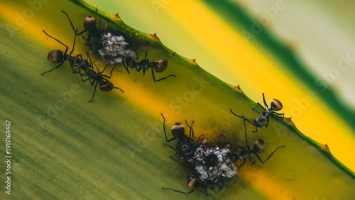 Wallpaper Mural A group of ants carrying their young across a vibrant green and yellow leaf, showcasing a moment of natural behavior and community effort Torontodigital.ca