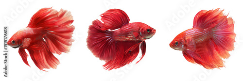 Panel kuchenny z motywem Set of Elegant red fish angled slightly upward as if swimming crisp edges for easy cutout on transparent png background. Ai generated