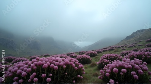 Foggy Mountain Valley Filled With Pink Sea Thrift Wildflowers In Bloom