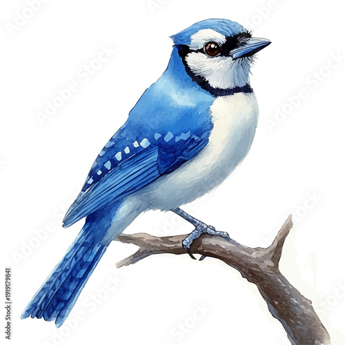 watercolor of Blue Jay illustration, isolated on a white background.