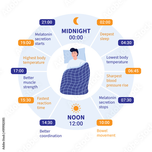 24 Hour Circadian Rhythm Sleep Cycle Infographic with Daily Body Changes