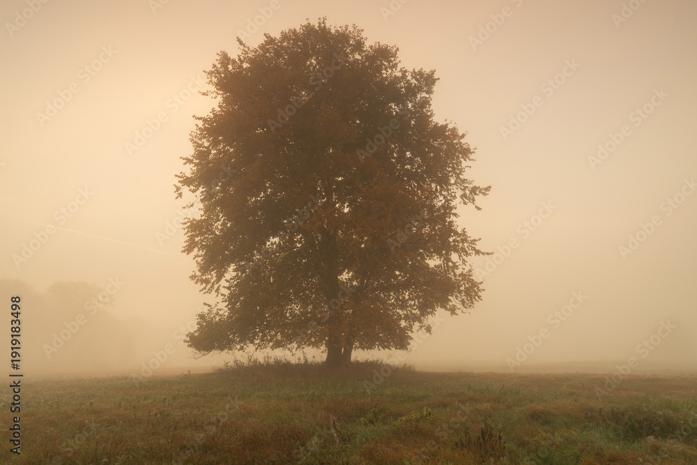 custom made wallpaper toronto digitalLandscape in the park. Old trees.