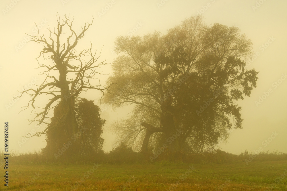 custom made wallpaper toronto digitalLandscape in the park. Old trees.