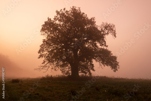 Wallpaper Mural Landscape in the park. Old trees. Torontodigital.ca