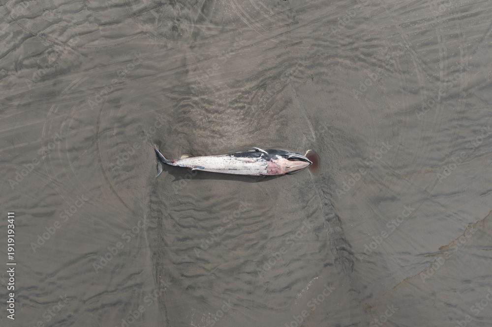 Fototapeta premium High quality aerial drone photo of a 46 foot female juvenile fin whale washed ashore on Sunset Beach near Warrenton, Oregon coast, USA on February 7, 2026 second largest whale species on planet