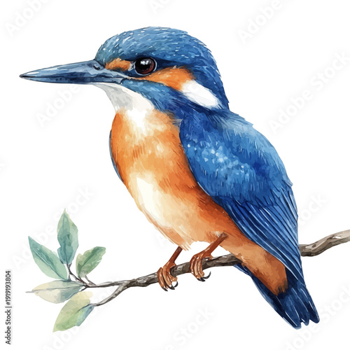 Kingfisher, elegant watercolor vector painting with refined details, isolated on a white background.