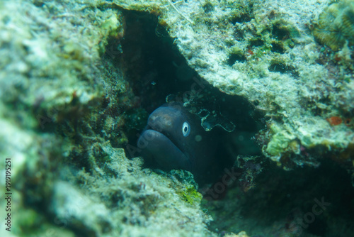 Photography Moray Eel (Muraena helena) Peering Out from a Rock Crevice Reef