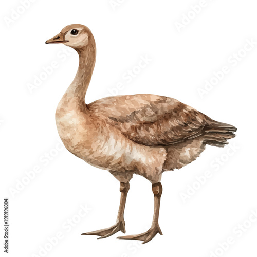 Goose, elegant watercolor vector painting with refined details, isolated on a white background.