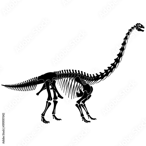 Detailed black and white illustration of a Brachiosaurus skeleton on white background.