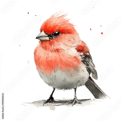 Cuadro en lienzo Finch, graceful vector watercolor painting with soft flowing strokes and subtle highlights, isolated on a white background