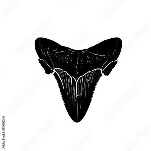 Detailed Black and White Illustration of a Shark Tooth.