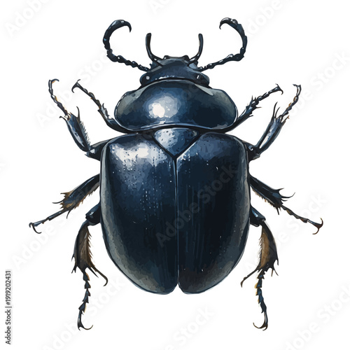 Dung Beetle, elegant watercolor vector painting with refined details, isolated on a white background.