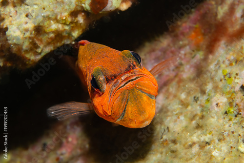 Fotografie The Dedicated Father: A frontal close-up of a male Mediterranean Cardinalfish (A