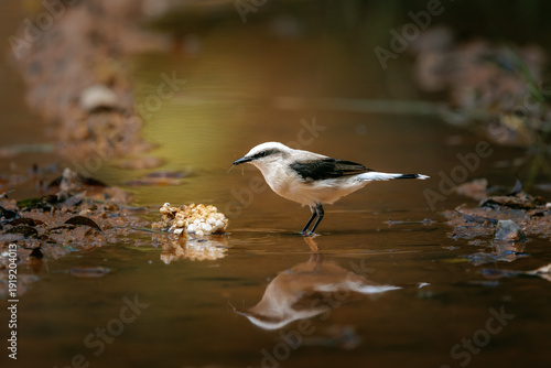 Masked water tyrant (Fluvicola nengeta) feeding on spider egg mass in shallow water