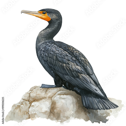 watercolor of Cormorant draw, isolated on a white background.