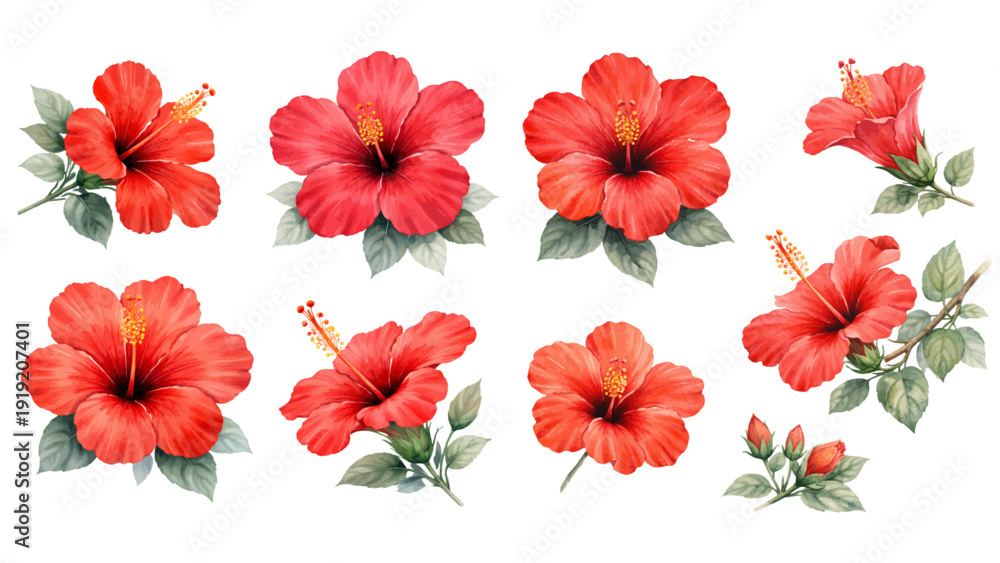 Φωτογραφία A charming watercolor collection of vibrant red hibiscus flowers, including bold tropical blooms, deep crimson centers, golden stamens, and soft green leaves