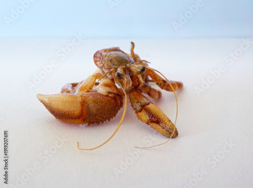 Hermit crab without shell