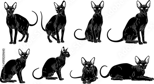 Set of black oriental shorthair cat silhouettes in various poses including sitting standing and lying down for pet feline animal design