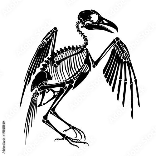 Detailed black and white illustration of a bird skeleton isolated.