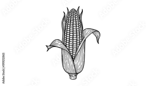 Hand Sketched Corn Ear Vector Illustration Isolated on White for Farming and Food Design