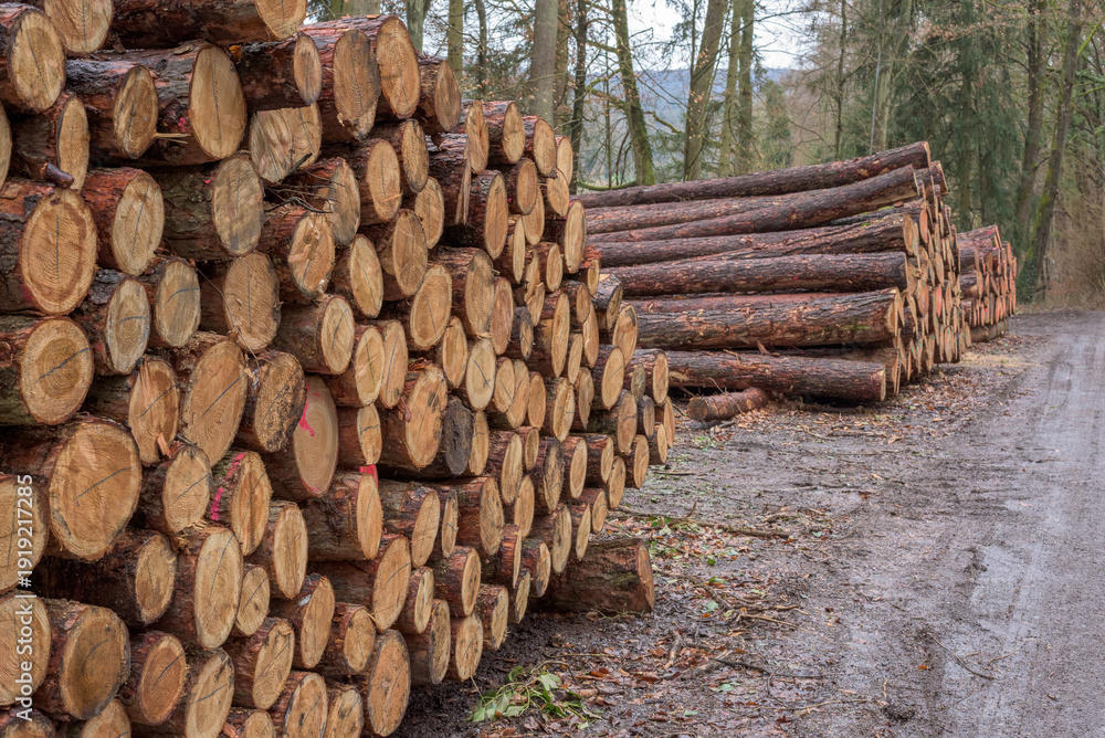 Φωτογραφία Timber piles beside a forest track