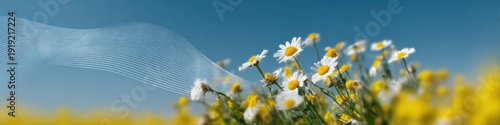 Beautiful daisies in sunlit field with abstract overlay against clear blue sky