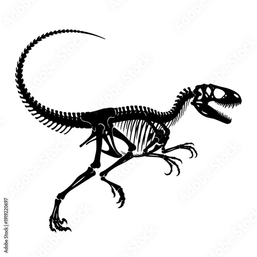 Detailed black and white illustration of a dinosaur skeleton on white background.