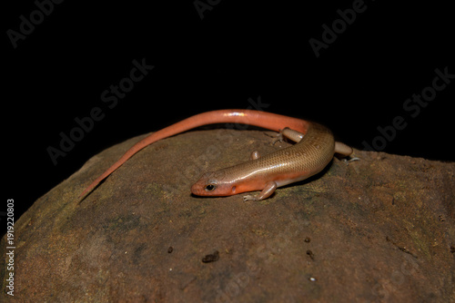 Black Ground Skink (Scincella melanosticta) in natural forest habitat