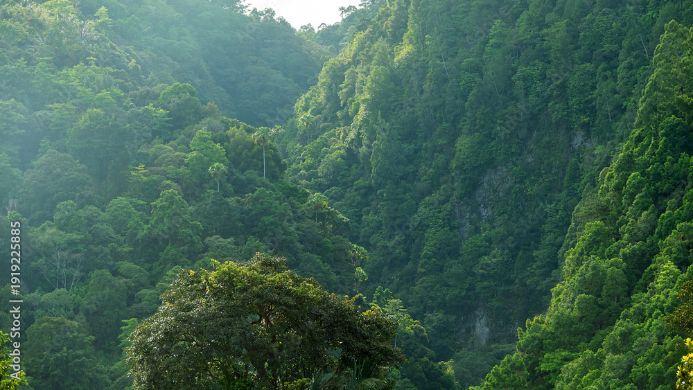 Αυτοκόλλητο Tropical rainforest on volcanic islands during monsoon season