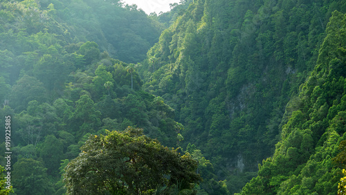 Quadro em tela Tropical rainforest on volcanic islands during monsoon season