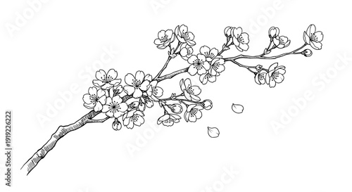 Cherry blossom branch with delicate blooming flowers and falling petals