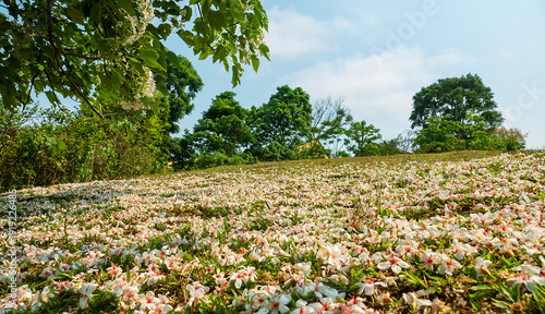Wallpaper Mural Vernicia. The ground is strewn with snow-white flower petals, snowflakes of petals. The bride walks through the flowers, a tradition - virginity and family happiness Torontodigital.ca
