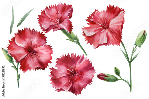 Red carnation flower watercolor elements with buds and leaves simple botanical clipart isolated on white for spring crafts