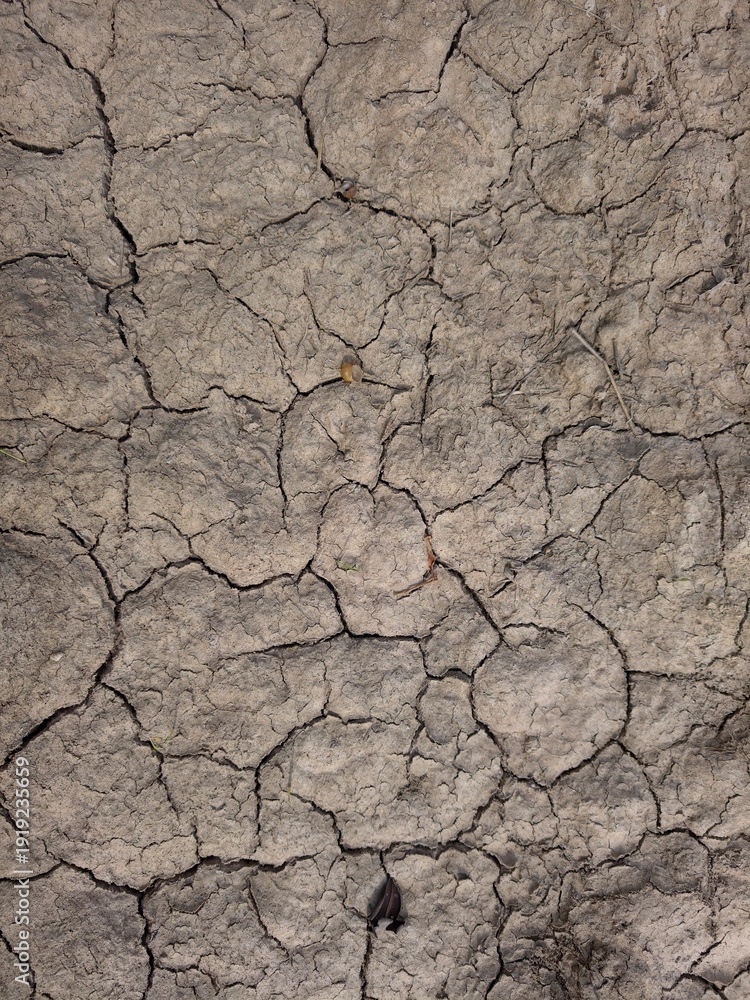 Fototapeta premium plants grow and natural soil cross section