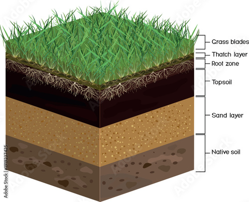 Scheme of lawn installation, revealing layers soil. Lawn profile