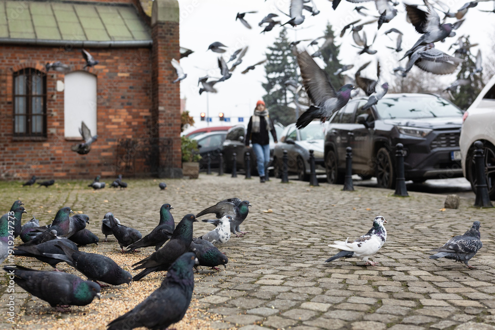 Obraz premium flock of pigeons on the street