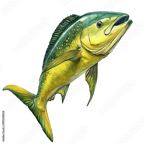 watercolor painting of Mahi-mahi graphic, isolated on a white background.