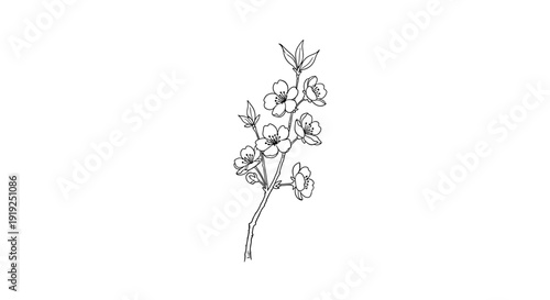 Delicate cherry blossom branch line art on white background