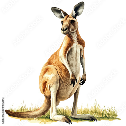watercolor painting of Kangaroo graphic, isolated on a white background.