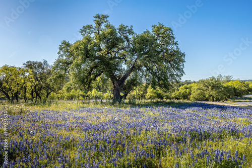A tree in the middle of a meadow full of blue bonnets in the Texas Hill Country