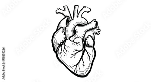 Detailed Anatomical Drawing of a Human Heart.