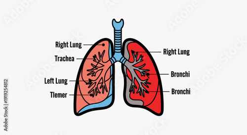Detailed Diagram of Human Lungs and Respiratory System Anatomy.