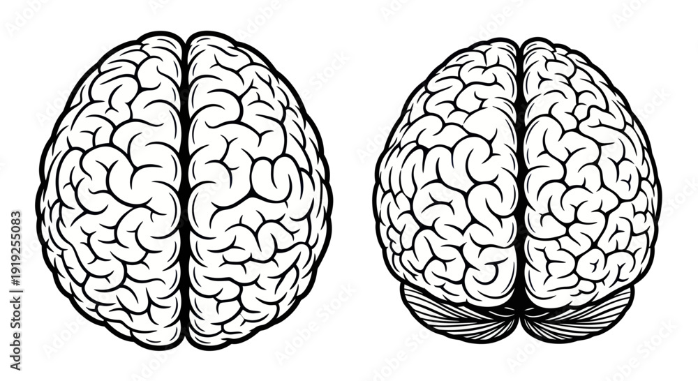 Obraz na płótnie Detailed Human Brain Anatomy Illustration for Medical and Educational Use