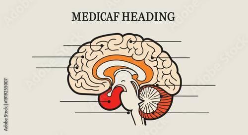 Detailed Human Brain Anatomy Diagram for Medical Education.