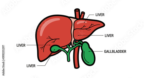 Detailed illustration of human liver and gallbladder anatomy.