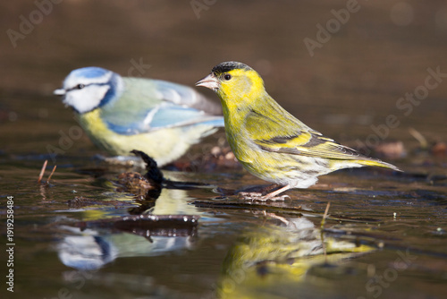 Tableau sur toile Eurasian siskin (Spinus spinus) and Eurasian blue tit (Cyanistes caeruleus) at a