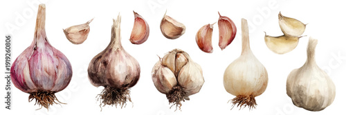 Garlic bulbs and individual cloves in a watercolor illustration style, showing various colors and textures, representing cooking ingredients and healthy food concepts