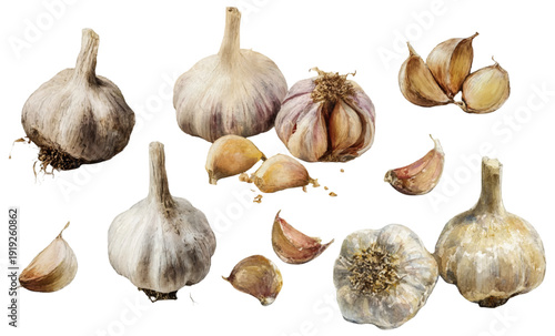Hand painted collection of garlic bulbs and individual cloves on a clean white background, creating an illustrative element for cooking or health related designs