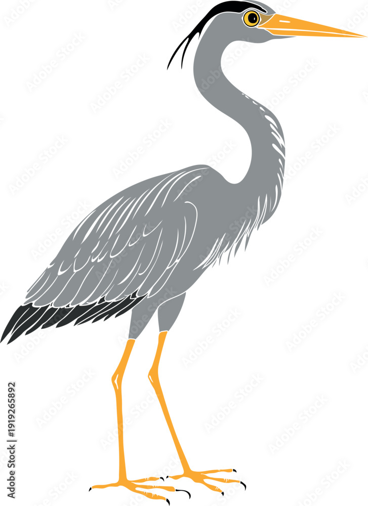 Obraz premium Grey Heron (Ardea cinerea) isolated on white background